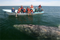 Baja Whale Watching Tours