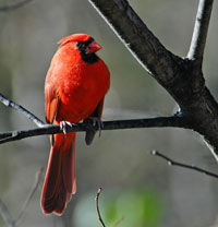 Copper Canyon Birding