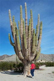 Giant Cardon Cactus