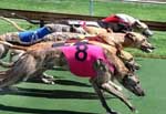 Greyhound Racing 