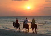 Cabo San Lucas Horseback Riding 