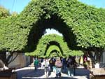 Topiary Tunnel