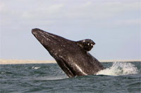 Whale Watching in Baja